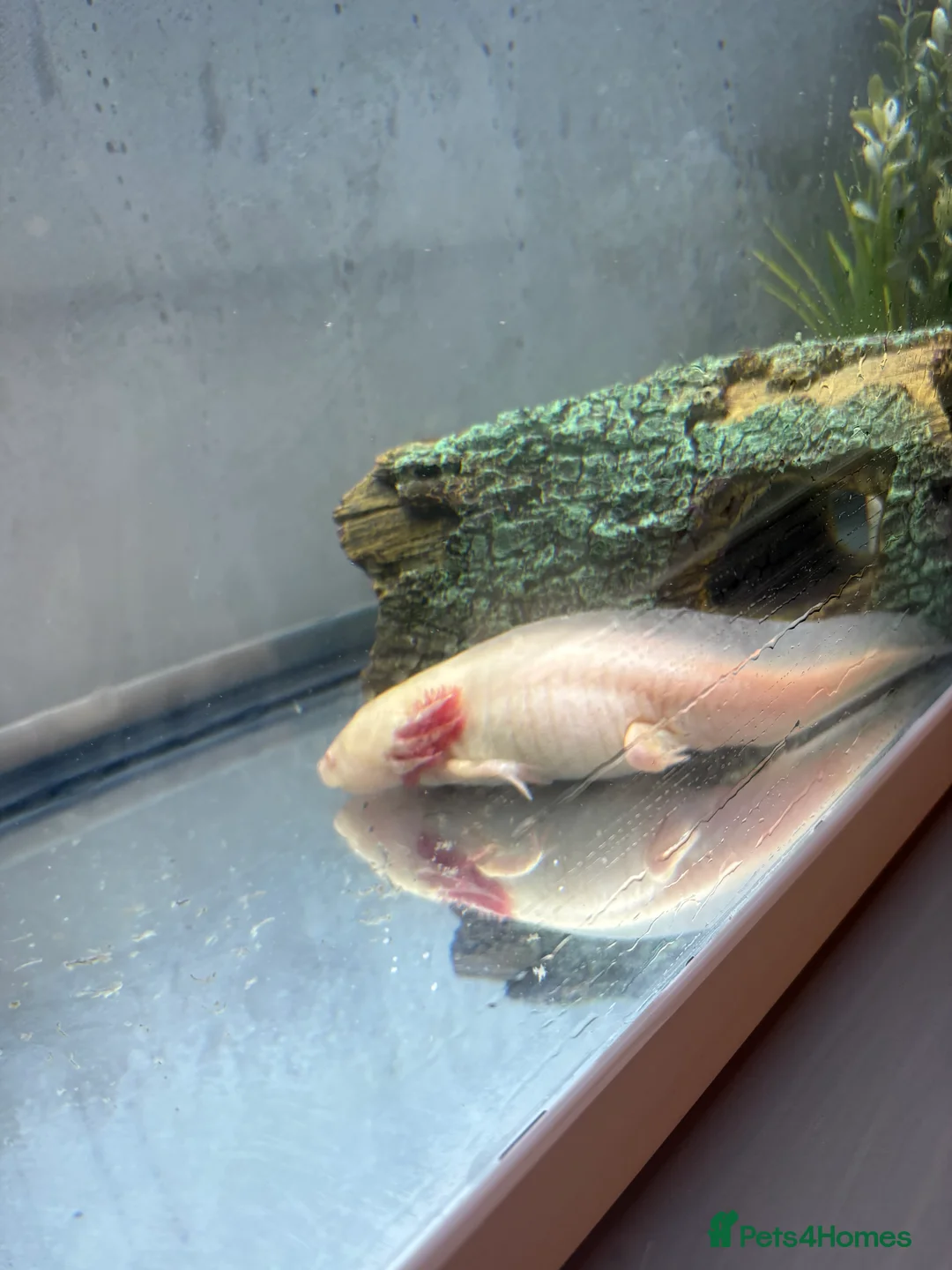 Axolotl reptiles for sale: Axolotl, tank and all accessories  - Advert 6
