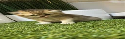 Scottish Fold cats for sale:     Beautiful Scottish Kittens for Reservation 🥰 - Advert 20