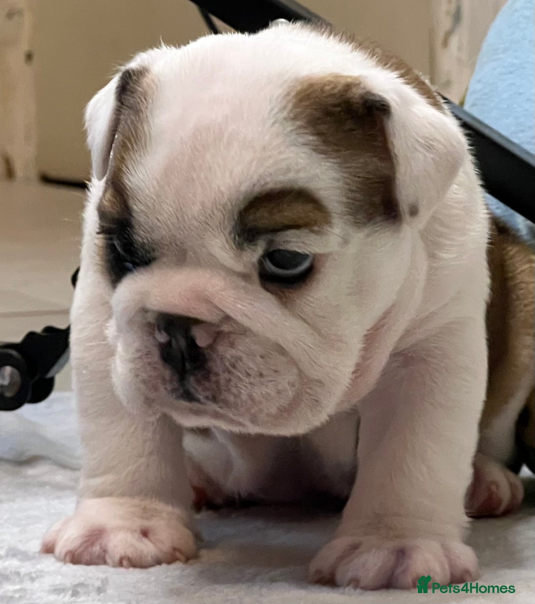 English Bulldog dogs for sale: ✨PUREBREED STANDARD COLOUR BULLDOG PUPPIES✨ - Advert 3