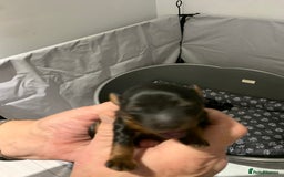 Mixed Breed dogs for sale: Mauxie - Image 3