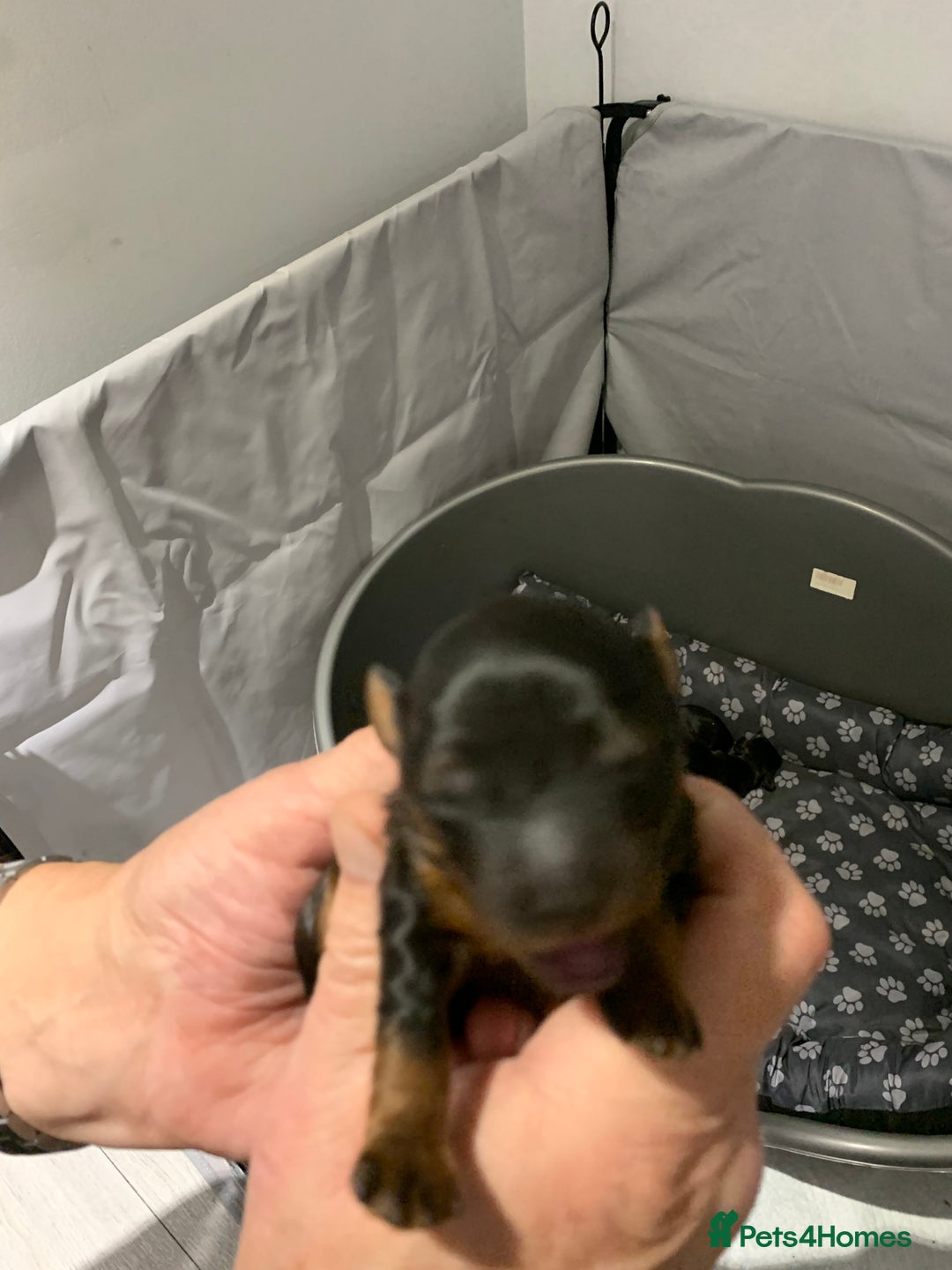 Mixed Breed dogs for sale: Mauxie - Image 3