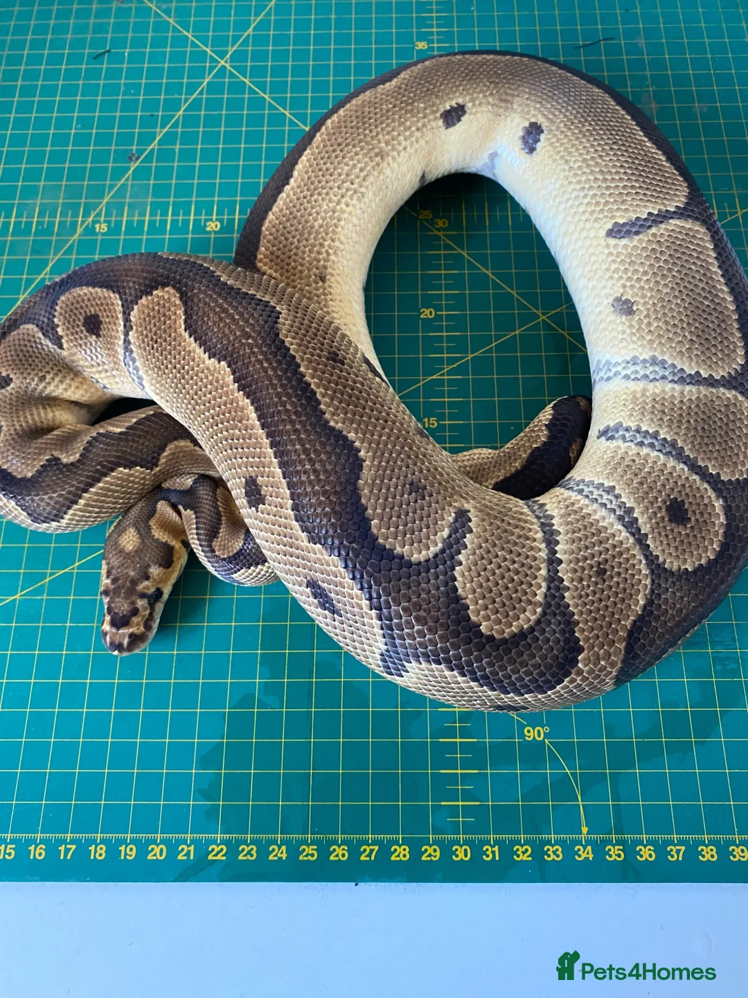 Python Snake reptiles for sale: Male clown royal python poss het albino  - Advert 2