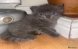 Mixed Breed cats for sale: Cute Fluffy Kittens  - Image 5