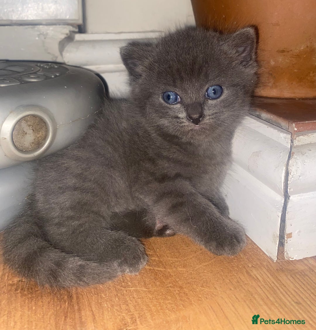 Mixed Breed cats for sale: Cute Fluffy Kittens  - Image 5