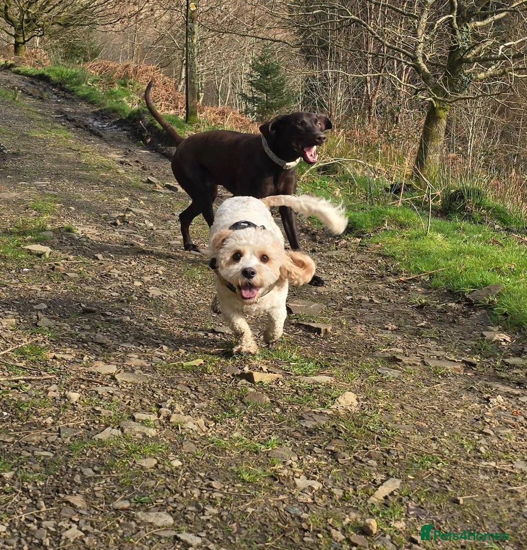 Poochon dogs for sale: 3yr Old Cavapoochon in Neath - Advert 8