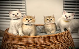 Scottish Fold cats for sale: 😻Pure breed Stunning Scottish straight angels 😻 - Image 19
