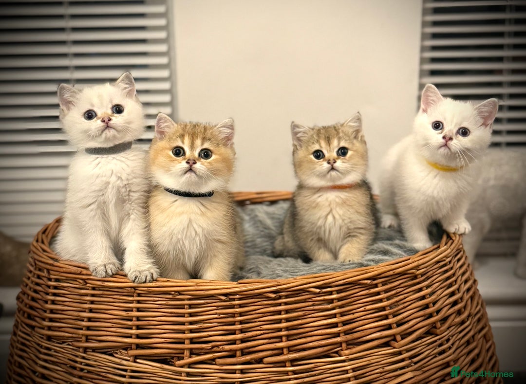 Scottish Fold cats for sale: 😻Pure breed Stunning Scottish straight angels 😻 - Image 19