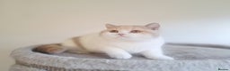 British Shorthair cats for sale: British Shorthair Fawn Tortie & White Female - Advert 25