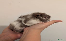 Guinea Pig rodents for sale: 3 x male guinea pigs  - Image 3