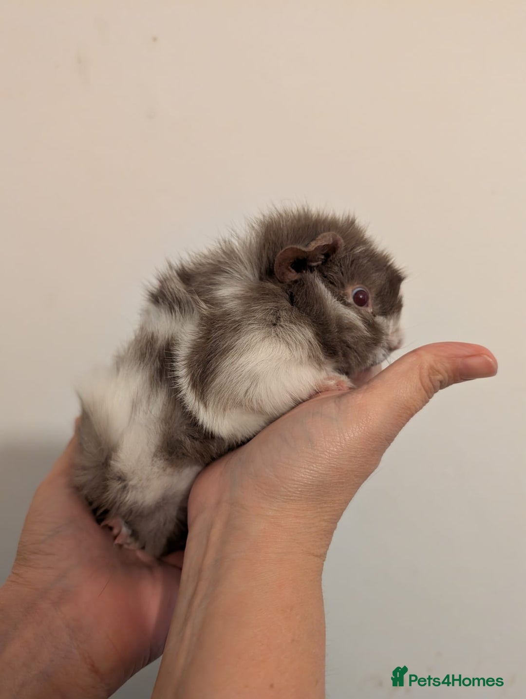 Guinea Pig rodents for sale: 3 x male guinea pigs  - Image 3
