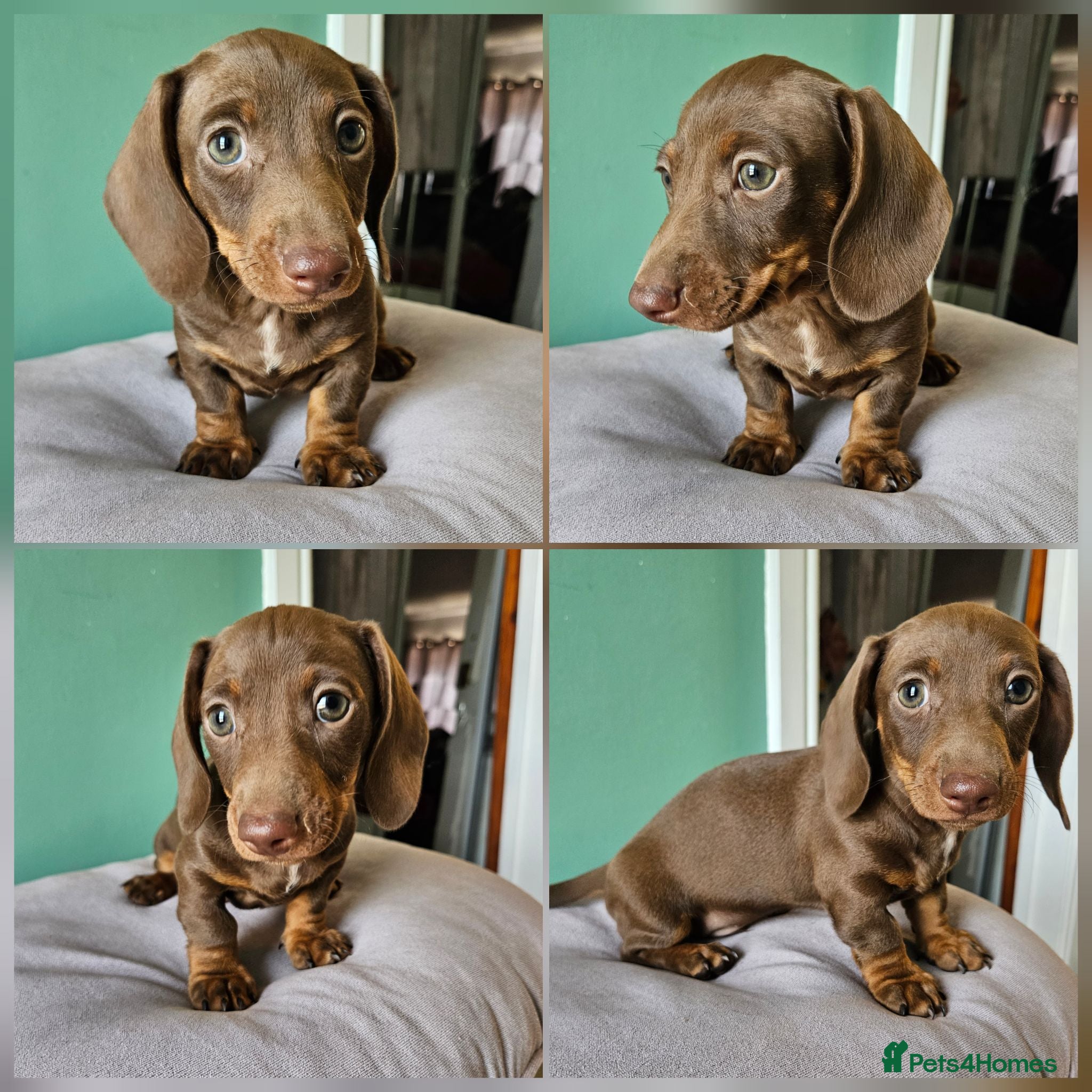 Miniature Dachshund dogs Minature dachshund puppies - kc registered. - Advert 2