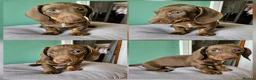 Miniature Dachshund dogs for sale: Ready to leave - one chocolate dapple boy left!  - Advert 3