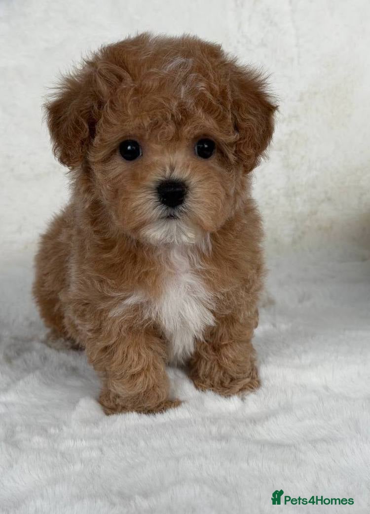 Maltipoo dogs Beautiful Maltipoo Girl - Advert 18