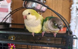 Parrots birds for sale: Conure and Quaker parrots - Image 4