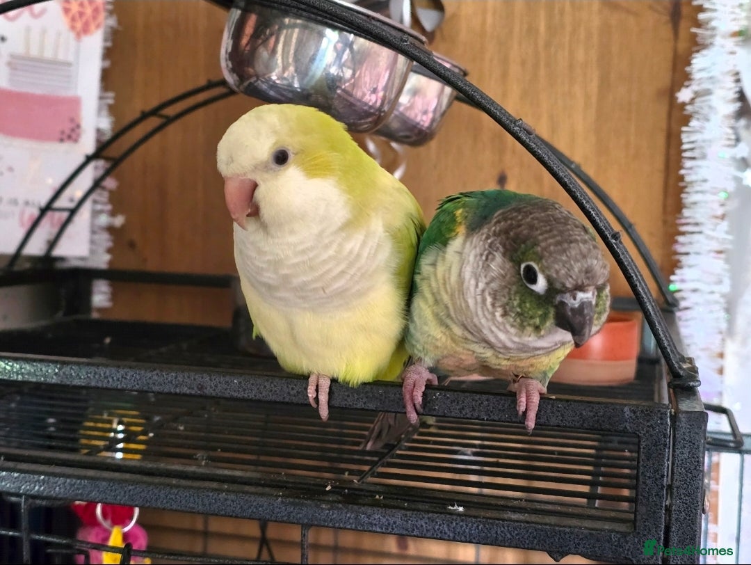 Parrots birds for sale: Conure and Quaker parrots - Image 4