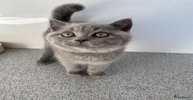 British Shorthair cats - Advert 8