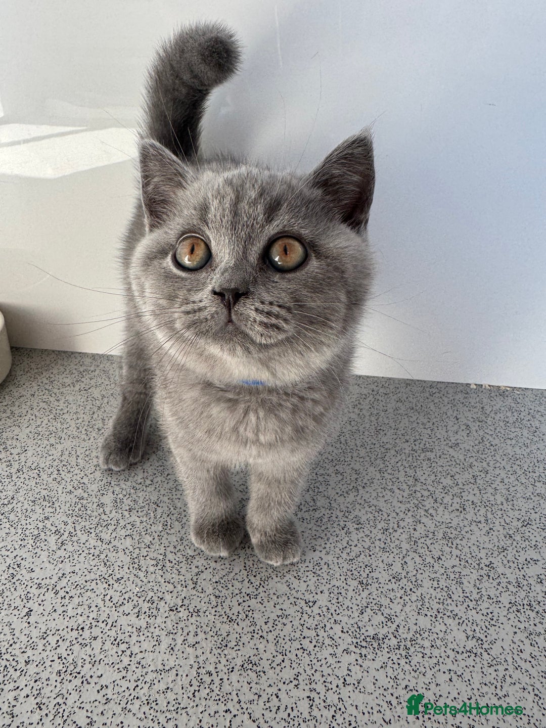British Shorthair cats for sale: GCCF BRITISH SHORTHAIR KITTENS  - Image 2
