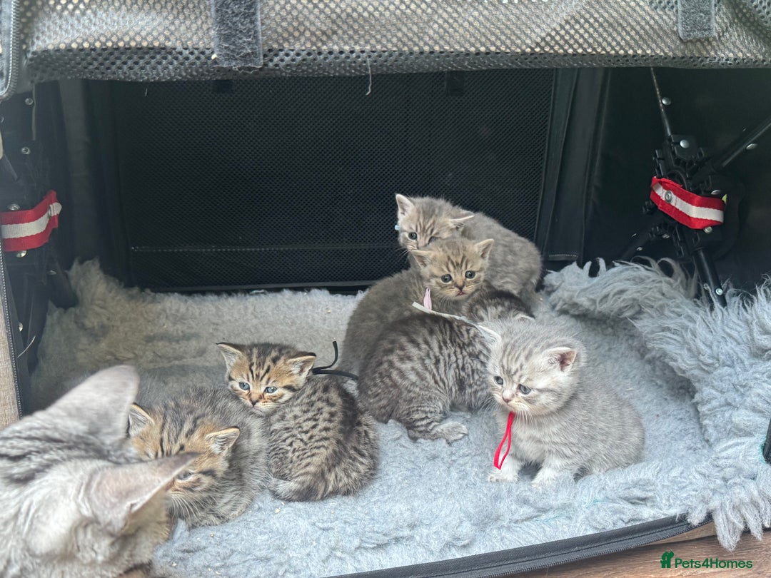 British Shorthair cats for sale: British short hair / Scottish striaght  - Image 2