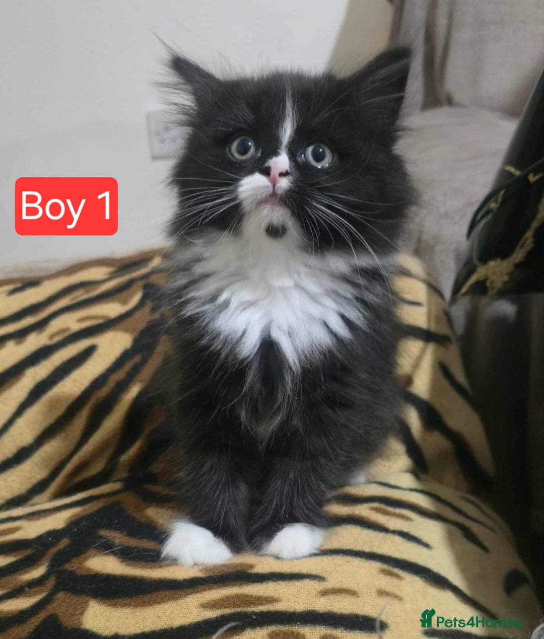 Mixed Breed cats for sale: Lovely Persian mix kittens - Image 16