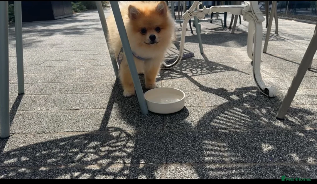 Pomeranian dogs for sale: Mr twix - Advert 2