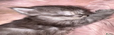 Maine Coon Kitten 2