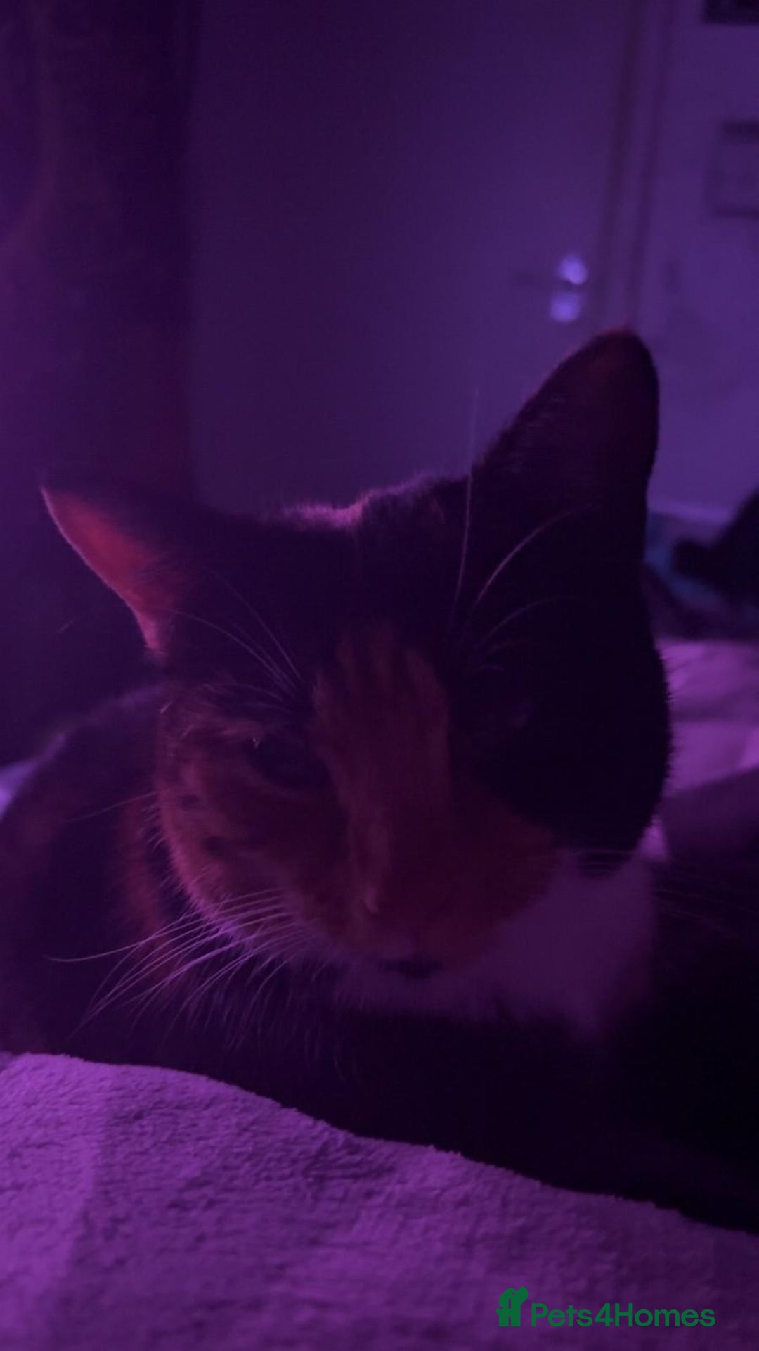 Mixed Breed cats for adoption:  **  calico 9 month old female  - Advert 3