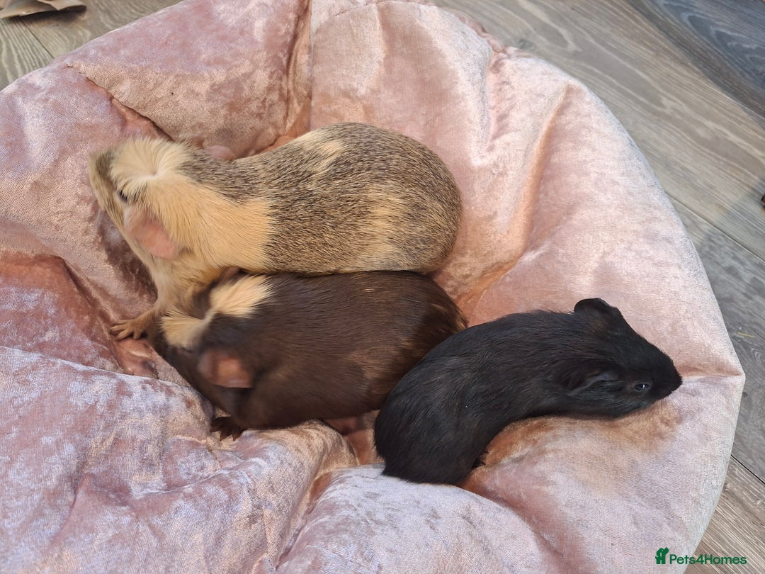 Guinea Pig rodents for sale:  Guinea pigs 4 boys(babies) 3 female (5mo) - Advert 8