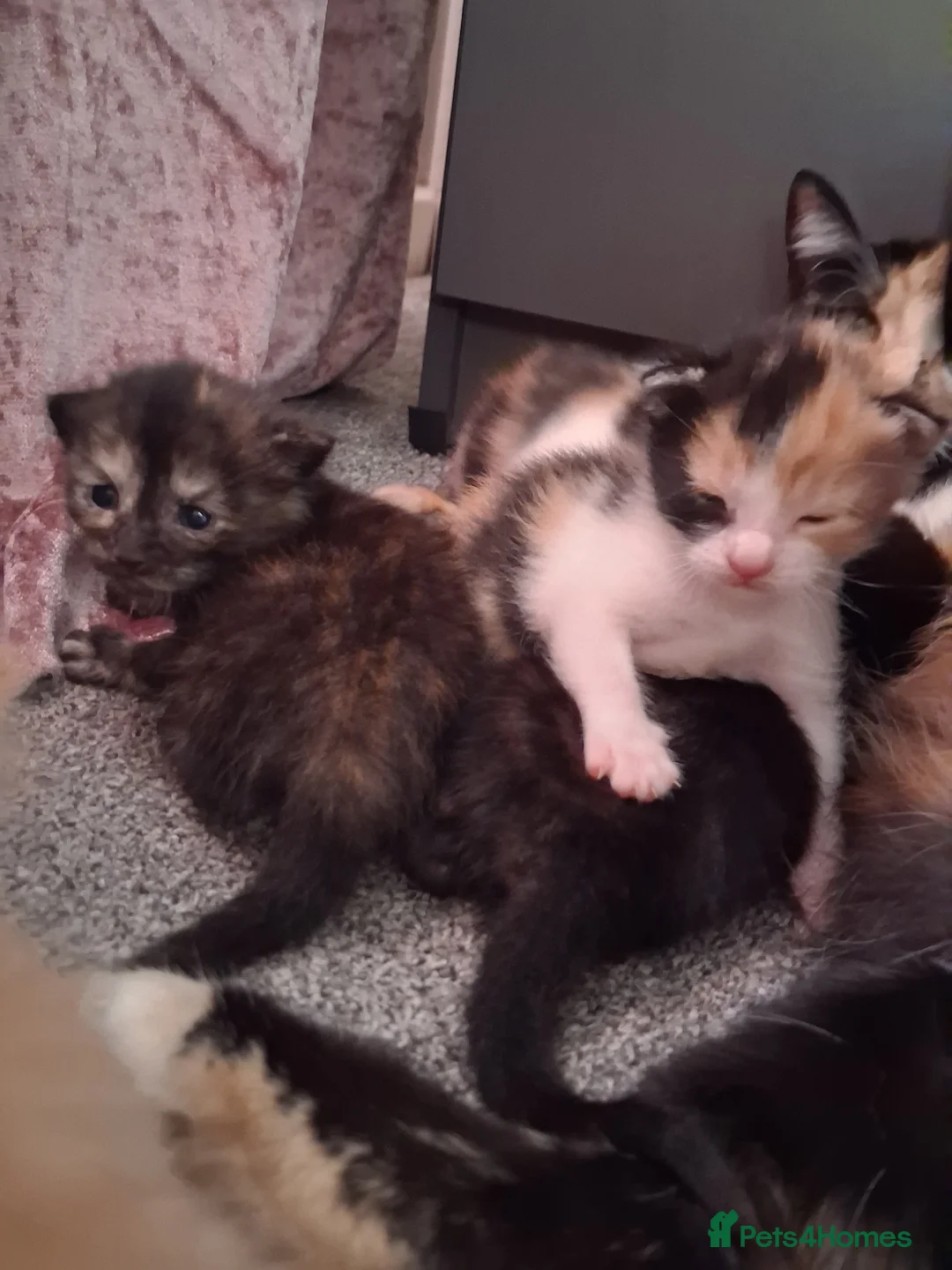 Mixed Breed cats for sale: 5 baby kittens  - Advert 5