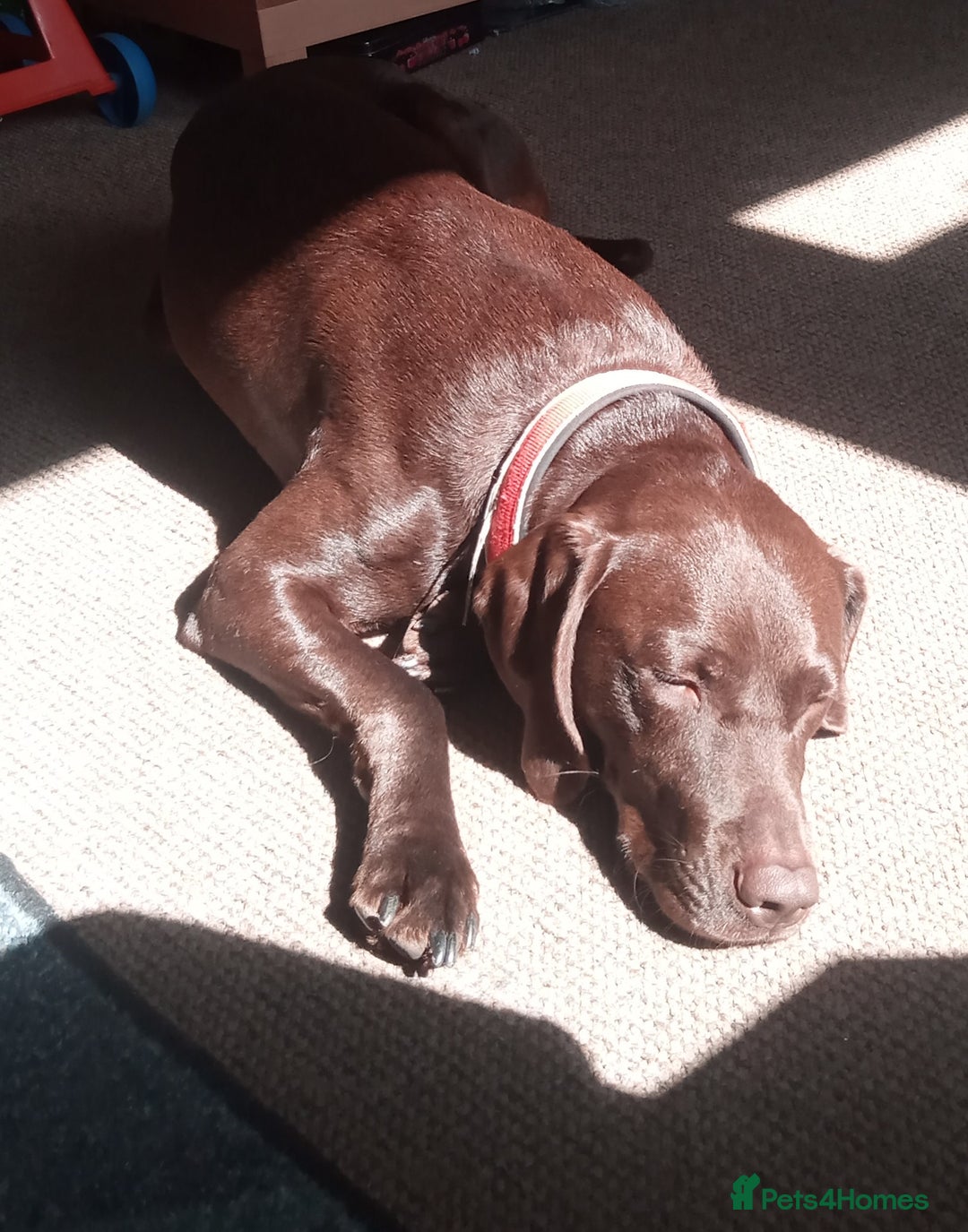 Mixed Breed dogs for sale: 4 year old male Vizlador - Advert 3