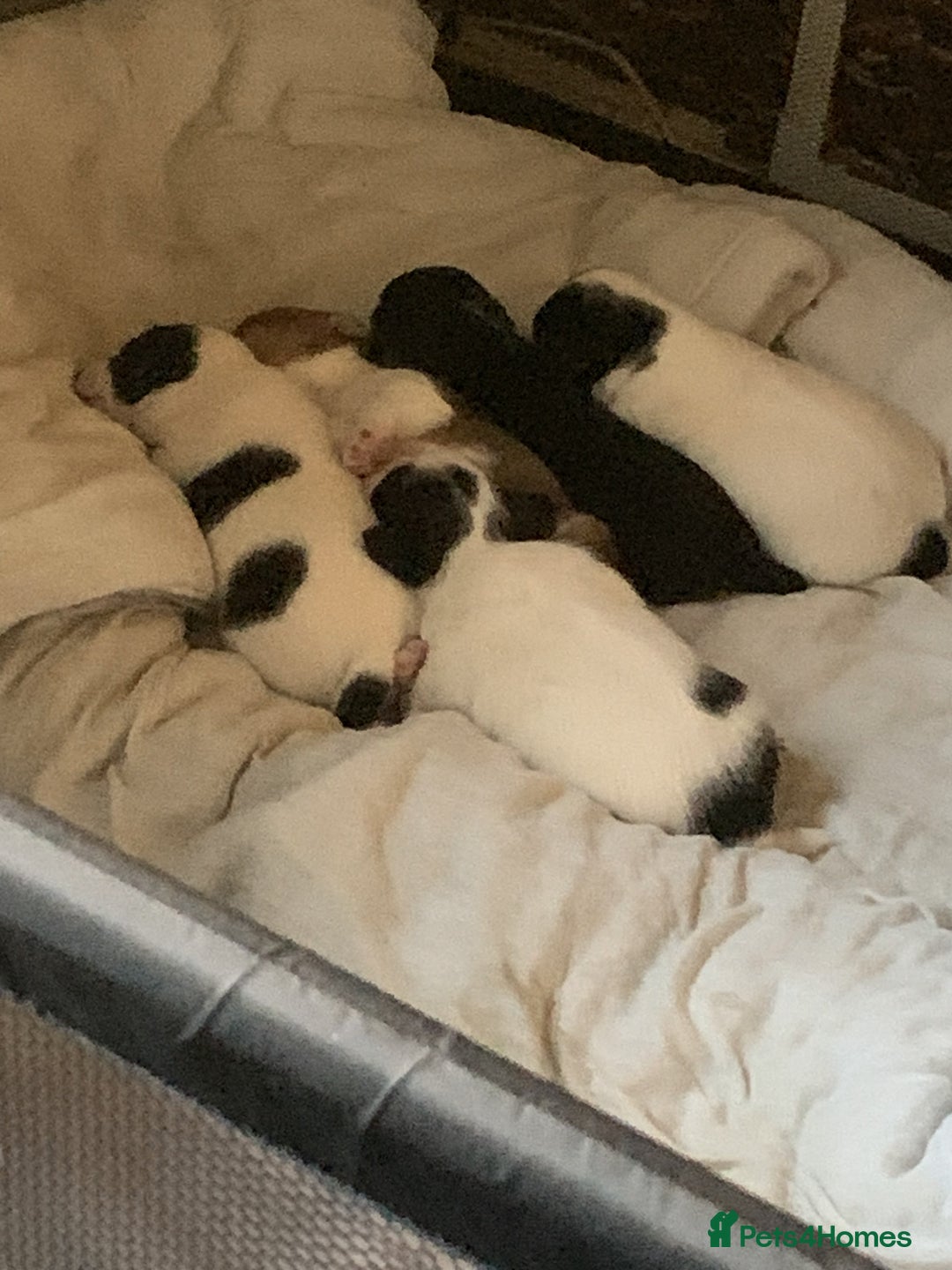 Jack Russell dogs for sale: Jack russell puppys - Advert 3