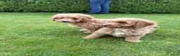 Cockapoo dogs for sale: Cockapoo Puppies!! 🐶  - Advert 29
