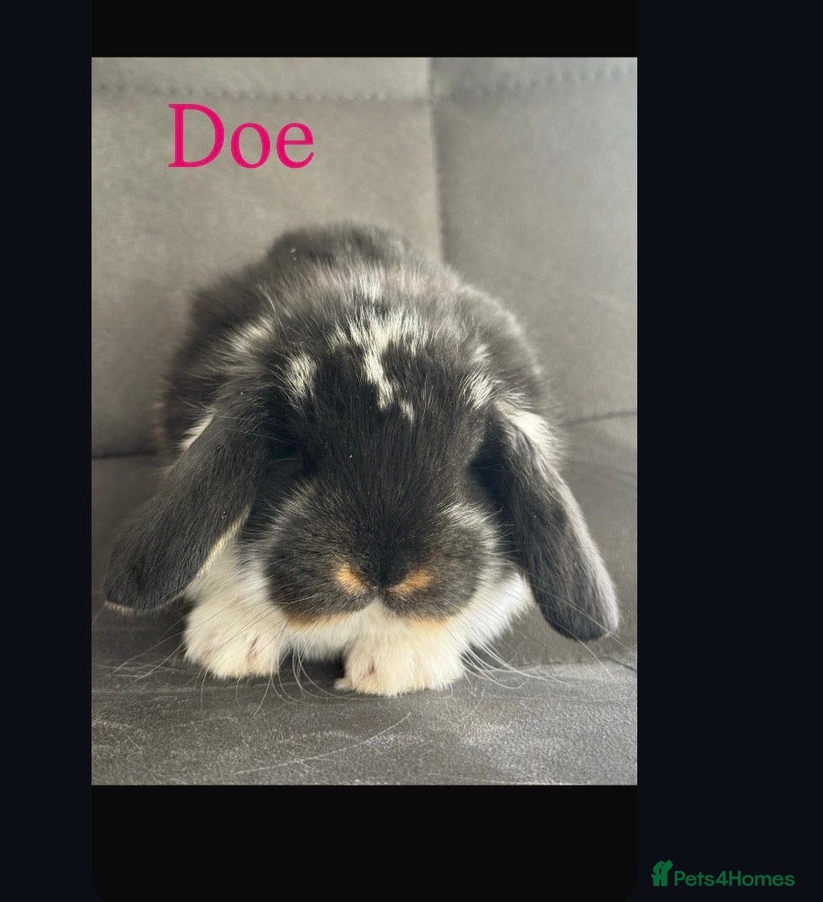 French Lop rabbits Stunning French lop babies available  - Advert 7