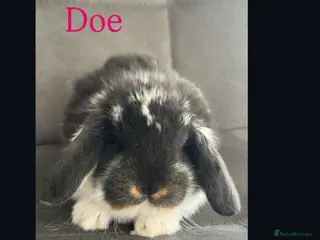 French Lop rabbits Stunning French lop babies available - Advert 7