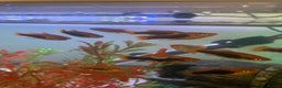 Platies fish for sale: Female platies for sale - Advert 1