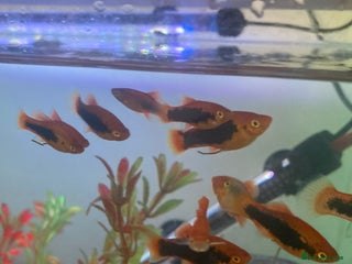 Platies fish for sale: Female platies for sale - Advert 1