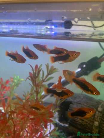Platies fish Female platies for sale - Advert 1