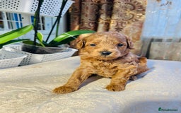 Maltipoo dogs for sale: Beautiful F1B Toy Size Maltipoo Puppies - Image 19