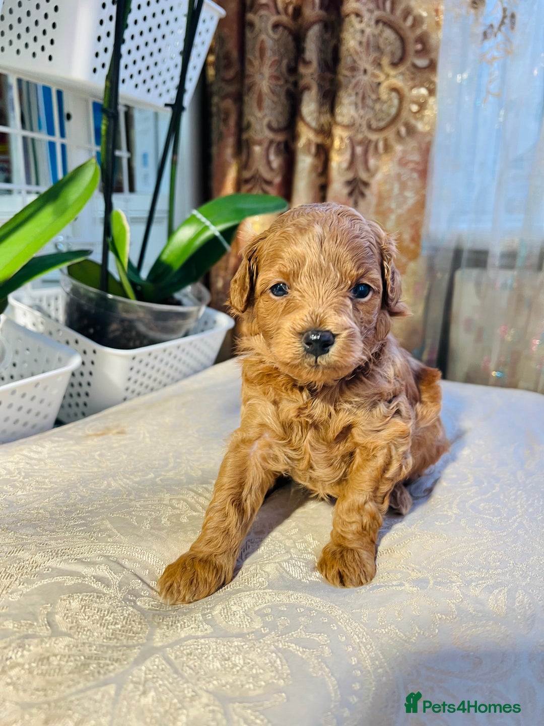 Maltipoo dogs for sale: Beautiful F1B Toy Size Maltipoo Puppies - Image 19