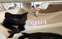 British Shorthair cats for sale: Cute half- short hair kittens for loving home❤️ - Image 7