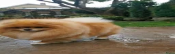 Pomeranian dogs for sale: Quality Pomeranian Boy Puppies - Advert 15