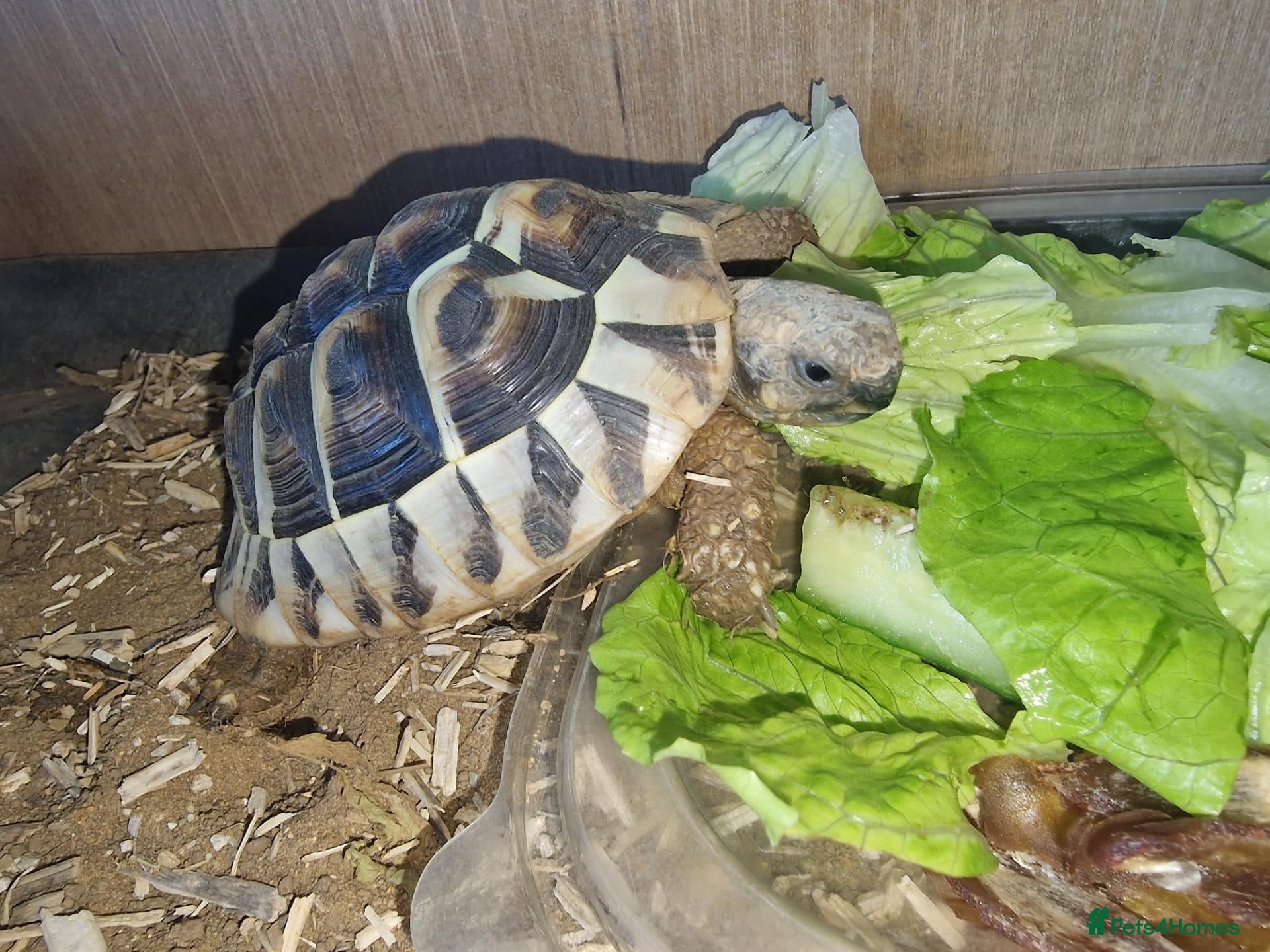 Tortoise reptiles Hermanns Tortoise  - Advert 1