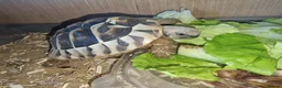 Tortoise reptiles for sale: Hermanns Tortoise  in Canterbury - Advert 1