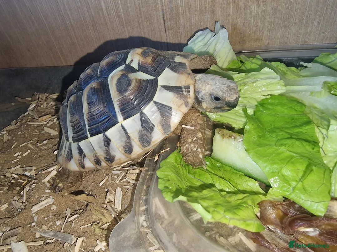Tortoise reptiles for sale: Hermanns Tortoise  in Canterbury - Advert 1