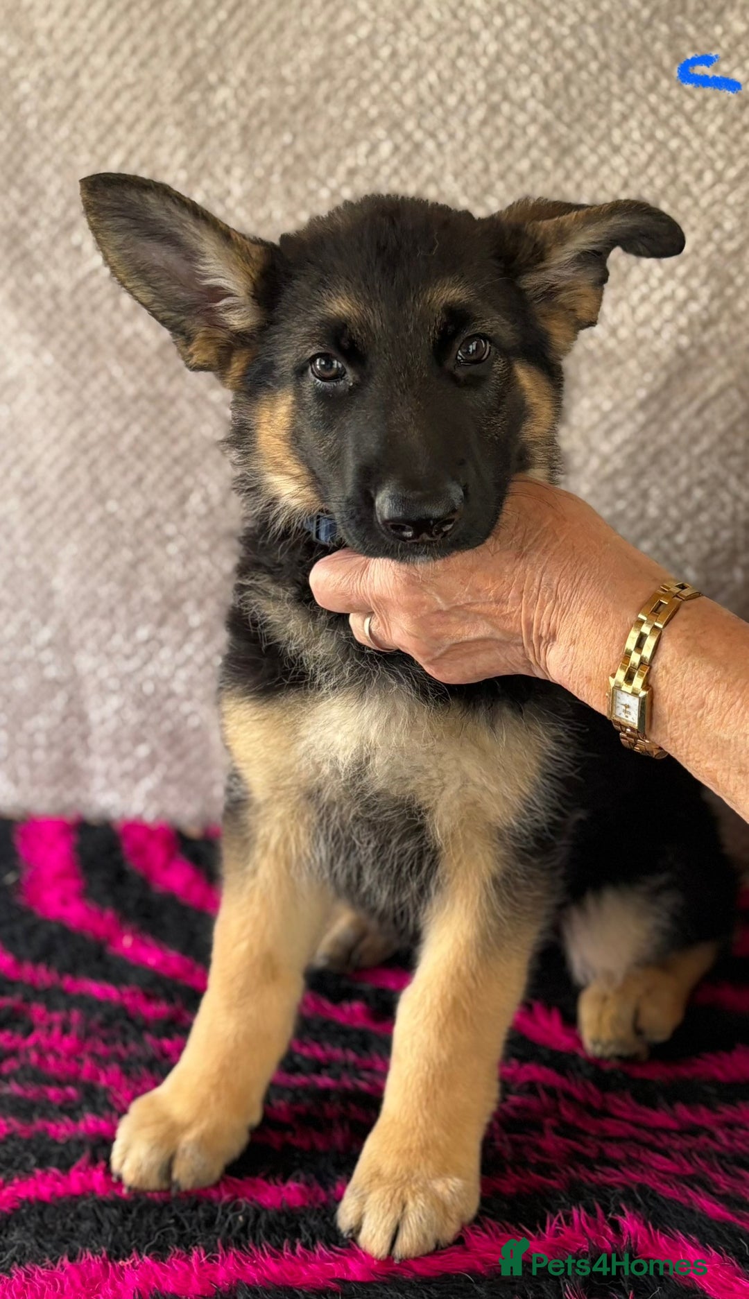 German Shepherd dogs for sale: Stunning KC Registered German Shepherd Puppies - Image 3