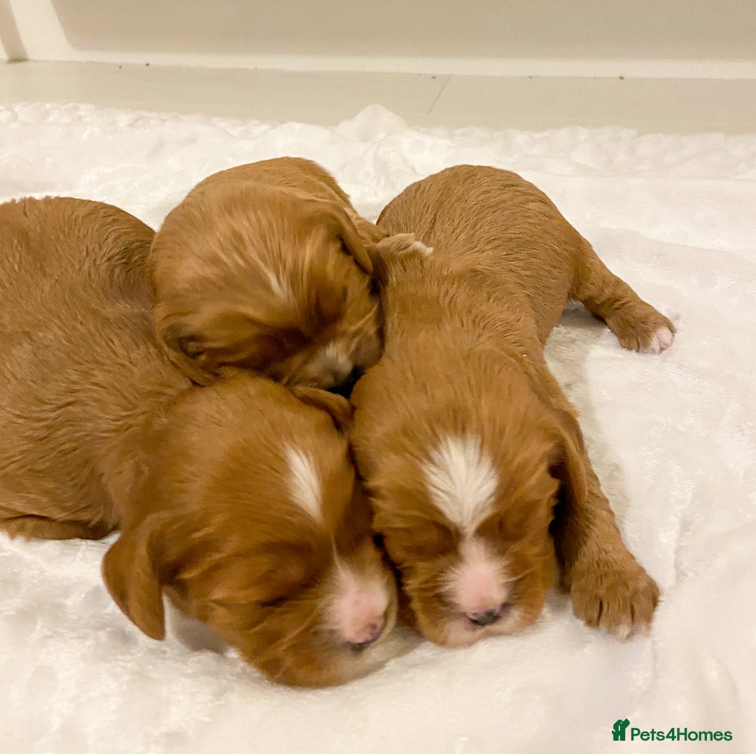 Cavapoo dogs for sale: Extensively health tested Cavapoo pups - Advert 6