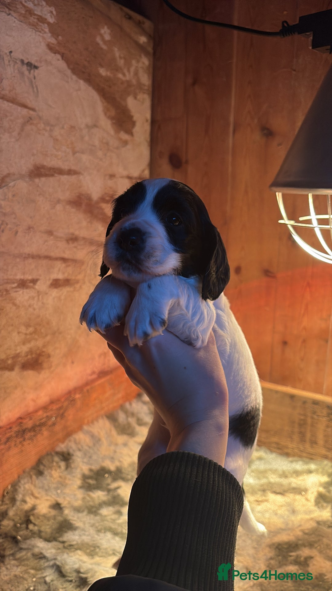 Sprocker dogs for sale: Beautiful working cocker spaniel pups FB1 - Advert 6