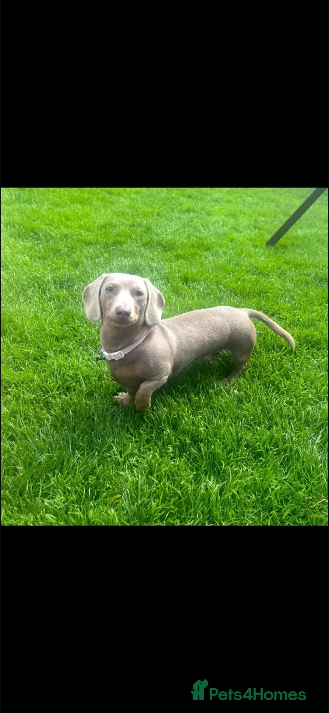 Dachshund dogs for sale: Dachshund pups 3 boys  - Advert 2