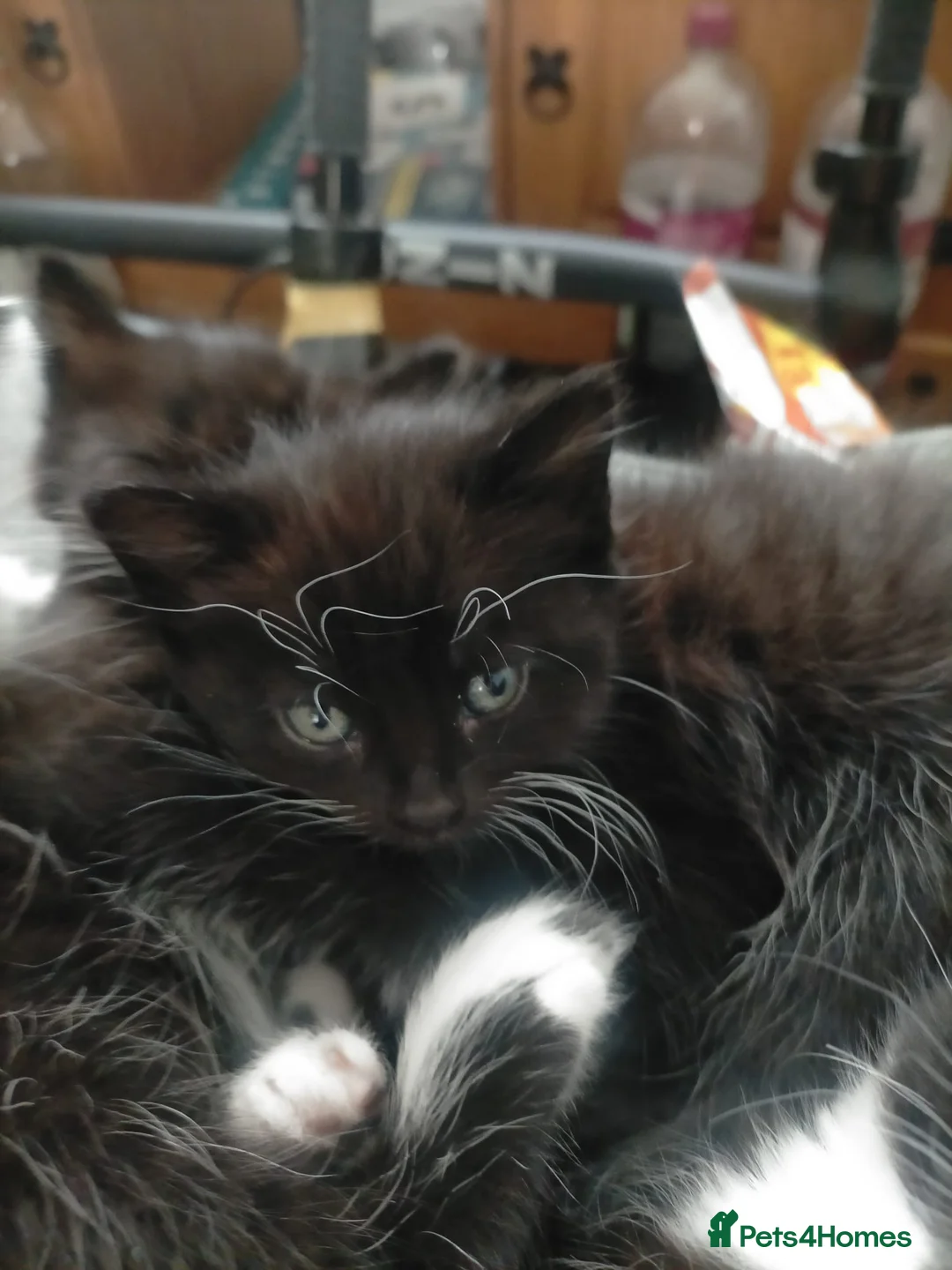 Mixed Breed cats for sale: 3 black and white female kittens for sale  - Advert 2