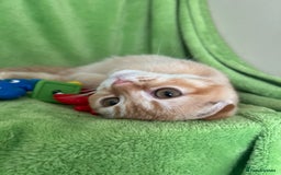 Scottish Fold cats for sale: Beautiful kittens just for you - Image 36