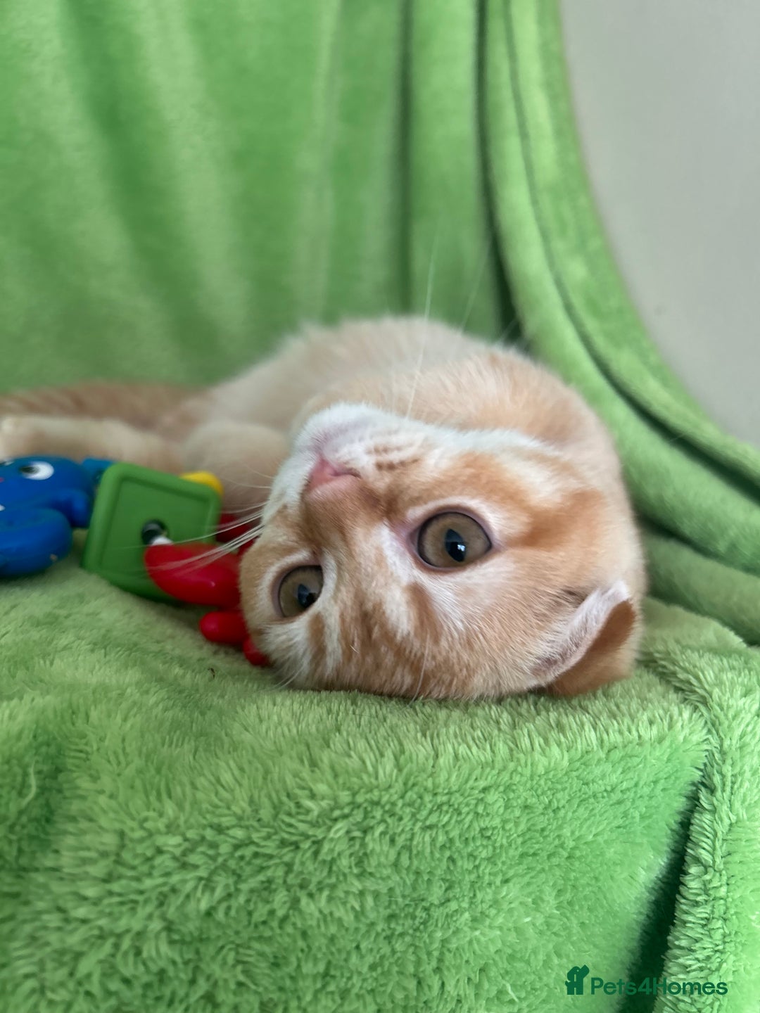 Scottish Fold cats for sale: Beautiful kittens just for you - Image 36